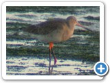 black Tailed Godwit
