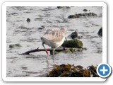 Greenshank