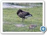 Juvenile Brent Goose