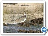 Lapwing