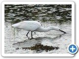 Little Egret