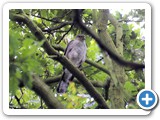 Sparrow Hawk