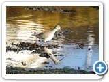 Spotted  Redshank
