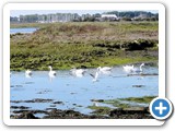 Swans