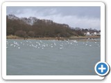 Seagulls over flooded field shortly after high water